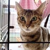 親子2匹で一緒のご縁を★スリゴロママと子猫たち サムネイル2