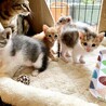 親子2匹で一緒のご縁を★スリゴロママと子猫たち サムネイル7