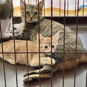 親子2匹で一緒のご縁を★スリゴロママと子猫たち