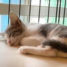 親子2匹で一緒のご縁を★スリゴロママと子猫たち サムネイル6