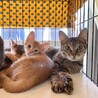 親子2匹で一緒のご縁を★スリゴロママと子猫たち サムネイル5