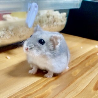 ジャンガリアンハムスター