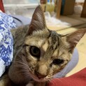 人馴れ抜群　キジちゃん