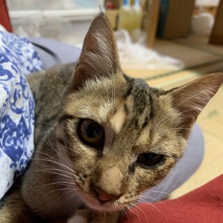 人馴れ抜群　キジちゃん