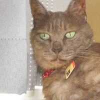 山口　ベルモット