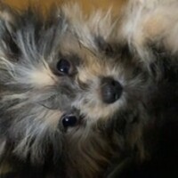 Mimi