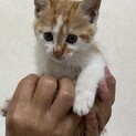 くりくりお目めの子猫ちゃん