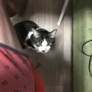 かまってアピール、ニャンちゅう(´∀｀)