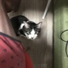 かまってアピール、ニャンちゅう(´∀｀)