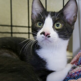 約６ヶ月！甘えっ子なハチワレ娘★