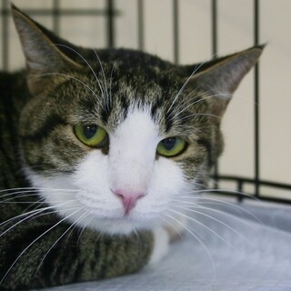 シャイだけど甘えん坊なイケメンキジ白♂