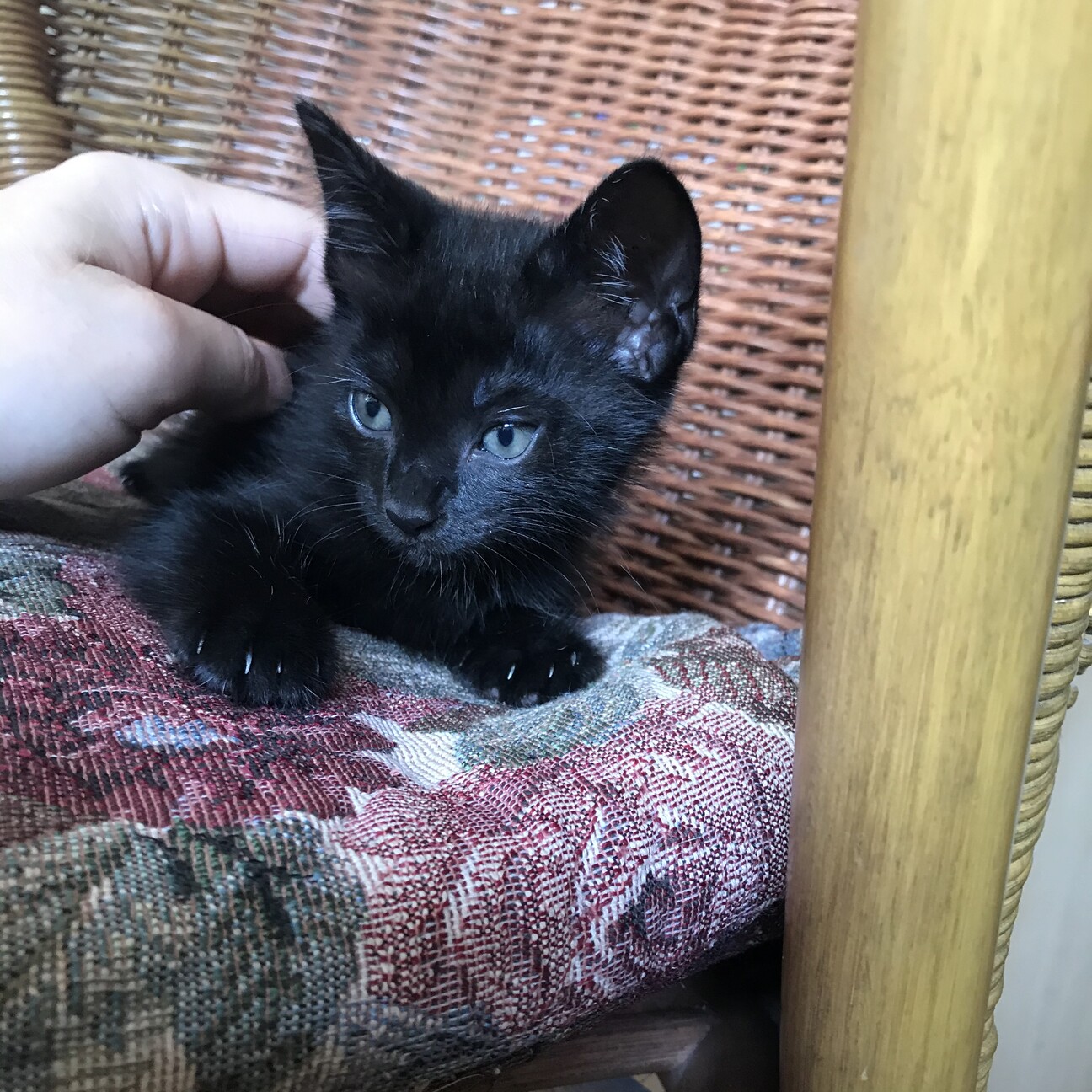 雑種のメス 少し毛長い 福島県 猫の里親募集 ペットのおうち 月間利用者150万人