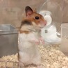 えーでるわいす