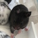 クロクマのハムスターの赤ちゃん　男の子
