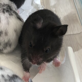 クロクマのハムスターの赤ちゃん　男の子