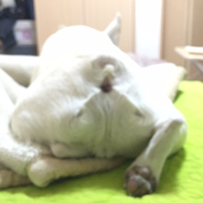 ラッキー13のカバー写真
