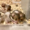ハムスター里親募集 サムネイル2