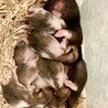 ハムスター里親募集 サムネイル3