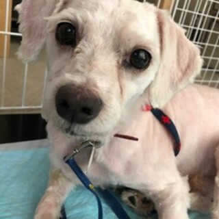 マルチーズポポトライアルです