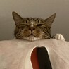ちだね