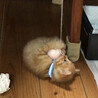 スガモ