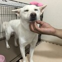 【マリー】トライアル決定♀1才 