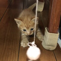 茶トラの仔猫