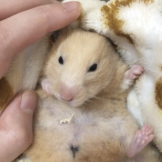 キンクマ  ハムスター 1歳 女の子