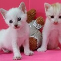 1ヶ月♡430㌘の玩具みたいなシャム系白と茶白兄妹