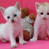 1ヶ月♡430㌘の玩具みたいなシャム系白と茶白兄妹 サムネイル1