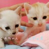 1ヶ月♡430㌘の玩具みたいなシャム系白と茶白兄妹 サムネイル3