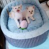 1ヶ月♡430㌘の玩具みたいなシャム系白と茶白兄妹 サムネイル4