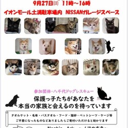 犬猫里親会