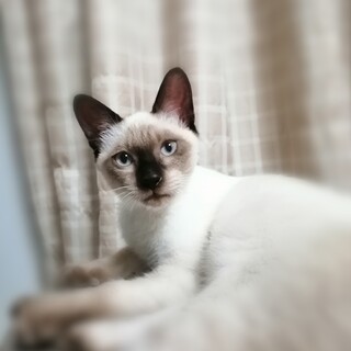 シャムミックス元気いっぱい