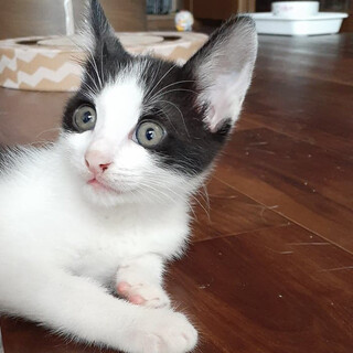 募集一旦ストップしています