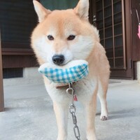 はる