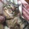 シャーメン