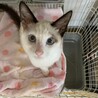 シャムミックス 青い目 チャムちゃん サムネイル7