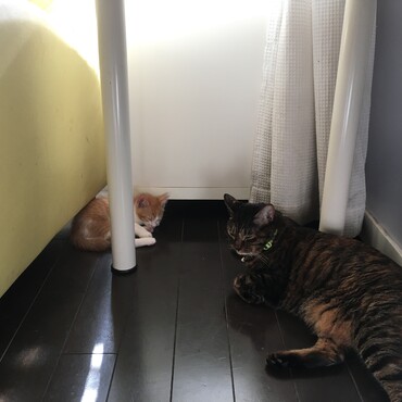一人っ子だったゆずに、仔猫の弟分が登場