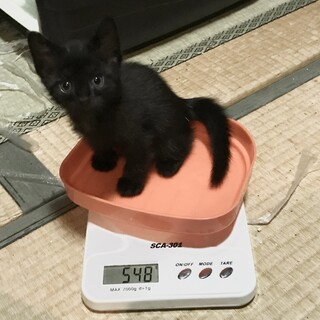 黒猫の子猫　７月28 日生　メス