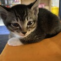 生後2ヶ月の靴下履いてるメス猫ちゃん