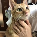 【ちゅりっぴ】おかげさまで里親さまが決まりました
