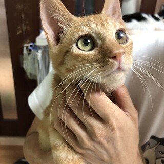 【ちゅりっぴ】おかげさまで里親さまが決まりました
