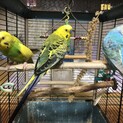 海外勤務に連れて行けないインコちゃん達の里親募集