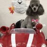の写真