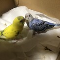 セキセイインコ　ヒナ　黄色　青　二羽