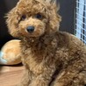 5ヶ月なりたての頃