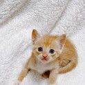 生後1ヶ月茶トラの赤ちゃんです！