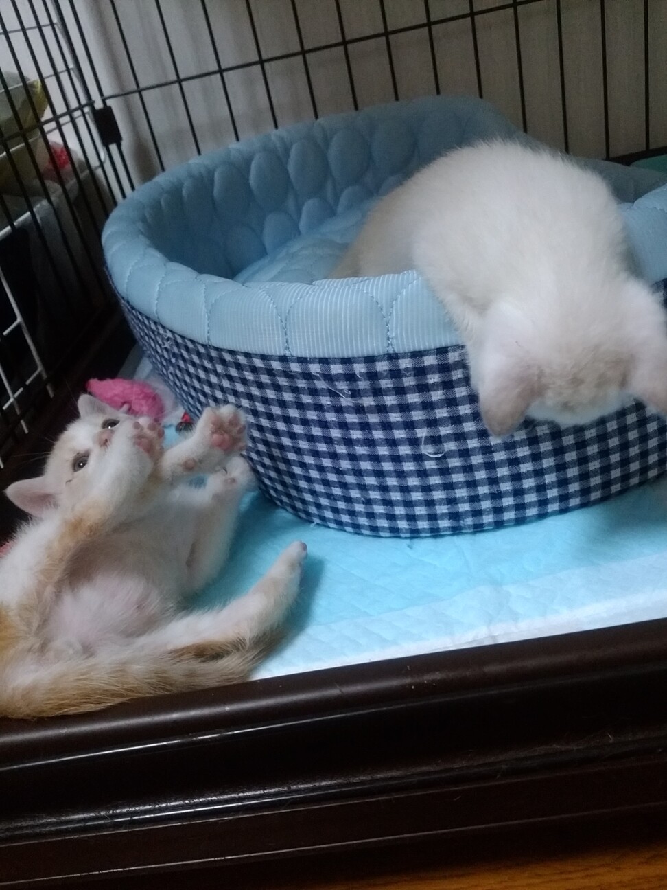 1ヶ月♡430㌘の玩具みたいなシャム系白と茶白兄妹 サムネイル7