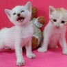 1ヶ月♡430㌘の玩具みたいなシャム系白と茶白兄妹 サムネイル2